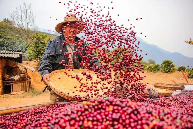 云南咖啡加快走向国际市场AG真人从原料到精品(图1)